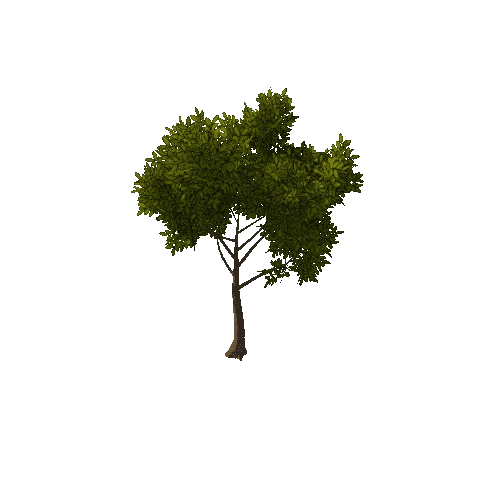 Tree Small 1